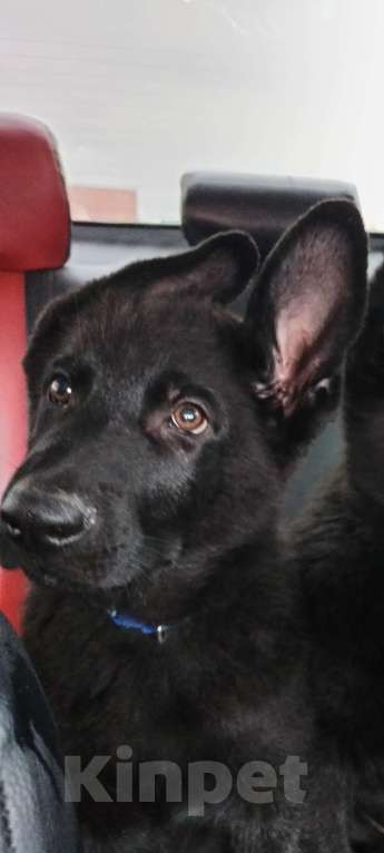 Собаки в Омске: Чёрный щенок немецкой овчарки  Мальчик, 25 000 руб. - фото 6