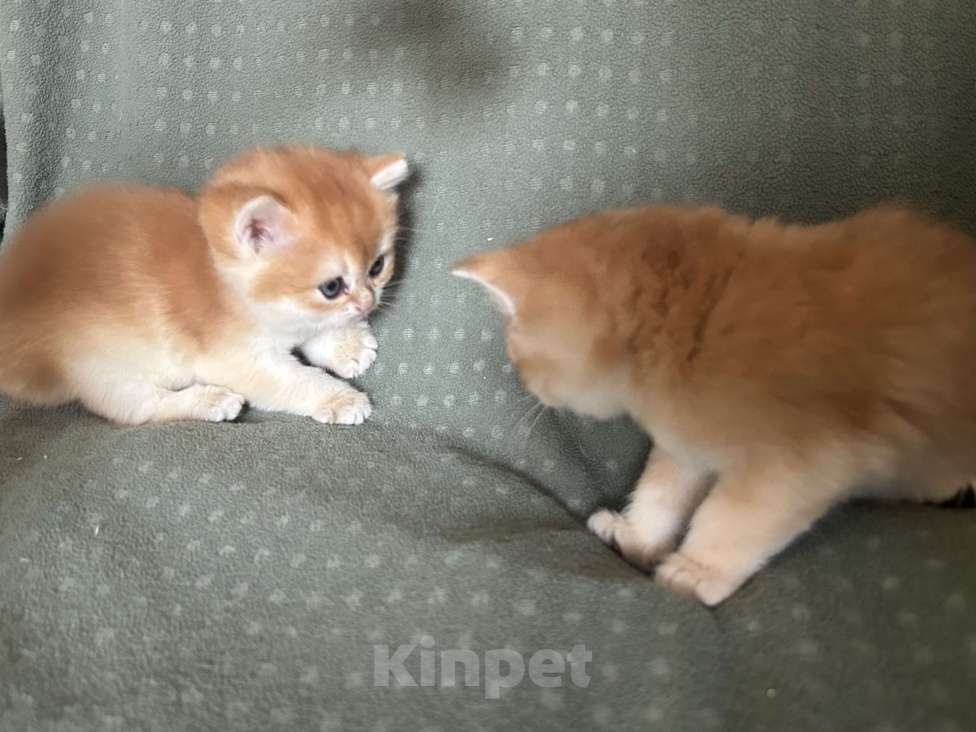 Кошки в Москве: Золотая шиншилла Девочка  Девочка, 50 000 руб. - фото 7