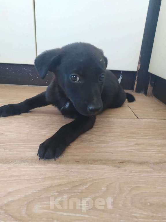 Собаки в Москве: У Малыша почти не осталось времени. Откликов нет Девочка, Бесплатно - фото 3