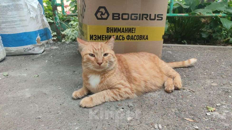 Кошки в Оренбурге: Потерялся кот Мальчик, 5 000 руб. - фото 1
