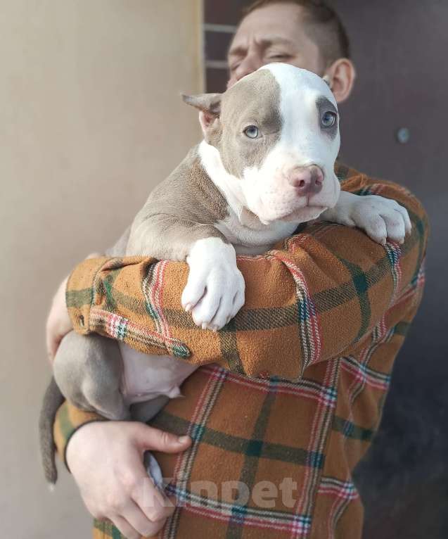 Собаки в других городах Московской области: Американский булли Разнополые, 70 000 руб. - фото 1