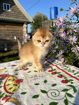 Объявление: Девочки , Бесплатно, Казань