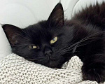 Кошки в Москве: Пушистая черная кошечка ищет дом Девочка, Бесплатно - фото 2