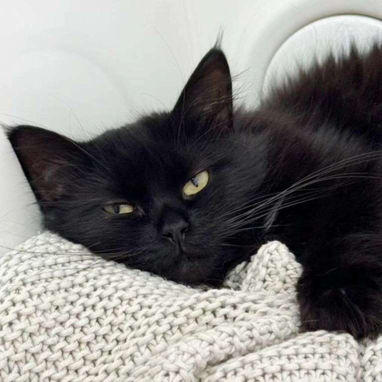 Кошки в Москве: Пушистая черная кошечка ищет дом Девочка, Бесплатно - фото 2