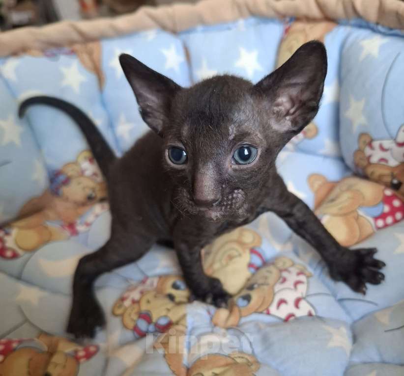 Кошки в Самаре: Шикарный мальчишка Мальчик, 35 руб. - фото 1