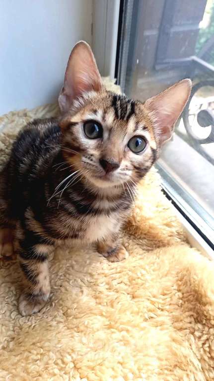 Кошки в Москве: Бенгальская девочка Девочка, 30 000 руб. - фото 4