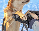 Собаки в Саратове: Море обаяния, молодой песик Рыжик в добрые руки Мальчик, 10 руб. - фото 1