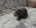 Кошки в Арзамасе: Продаю шотландского прямоухого котика Мальчик, 5 000 руб. - фото 2