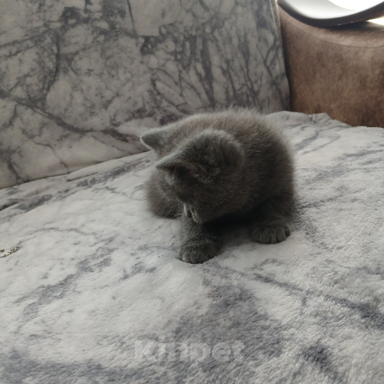 Кошки в Арзамасе: Продаю шотландского прямоухого котика Мальчик, 5 000 руб. - фото 2