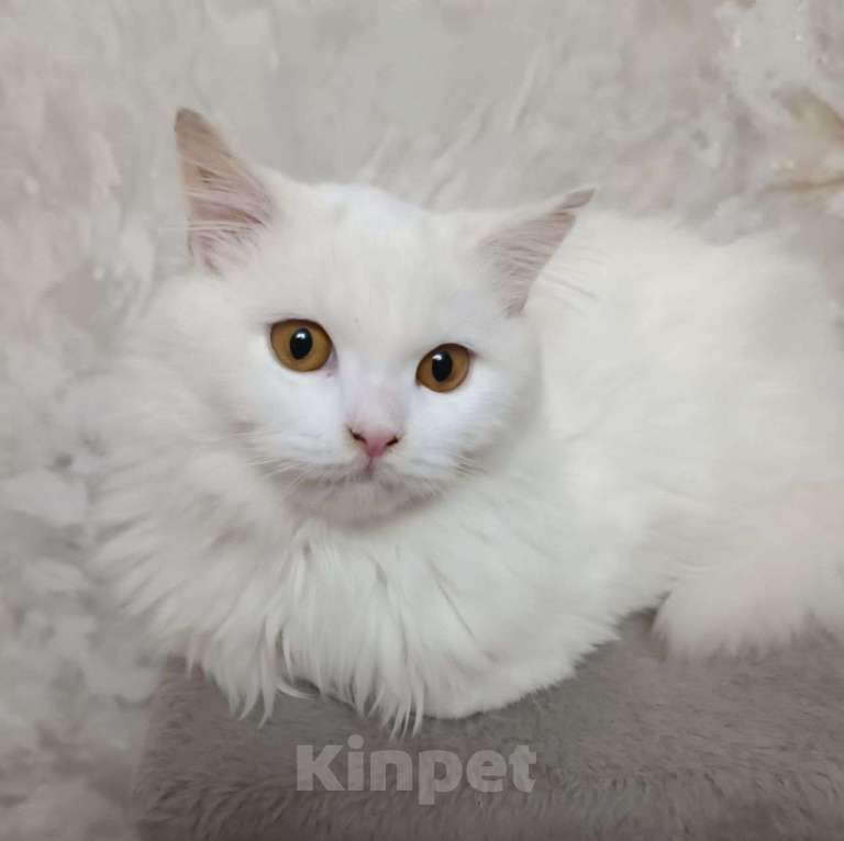 Кошки в Москве: Пушистая белая кошечка в добрые руки 🆘️ Ее выпустят после стерилизации, если никто не откликнется Девочка, Бесплатно - фото 2