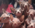 Кошки в Донецке: Котята Канадского сфинкса Девочка, 15 000 руб. - фото 1
