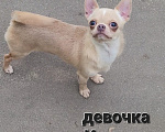 Собаки в Москве: Девочка Чихуахуа лиловая Девочка, Бесплатно - фото 2