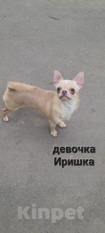 Собаки в Москве: Девочка Чихуахуа лиловая Девочка, Бесплатно - фото 2