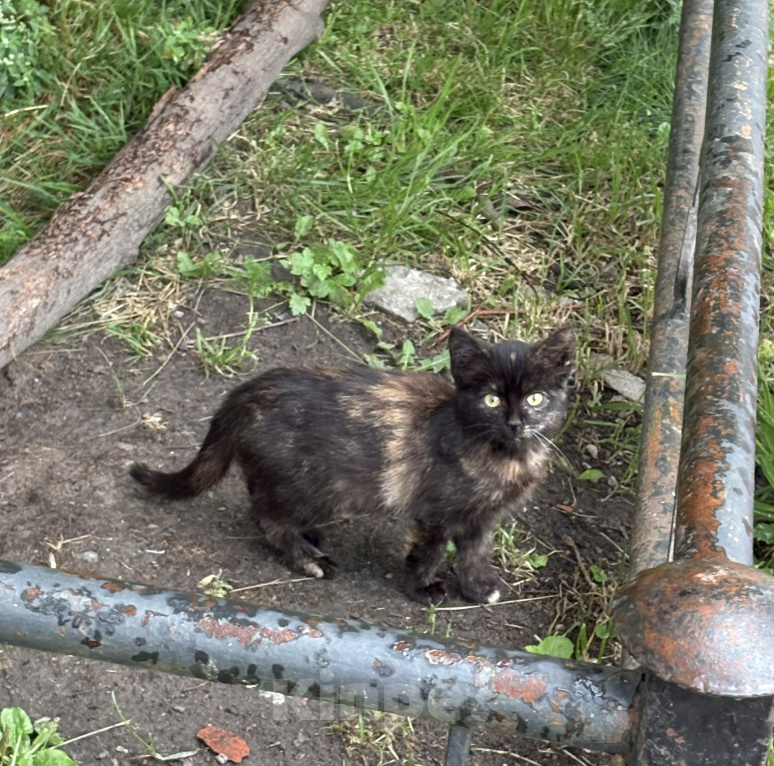 Кошки в Санкт-Петербурге: Котенок ищет семью. Девочка, Бесплатно - фото 1
