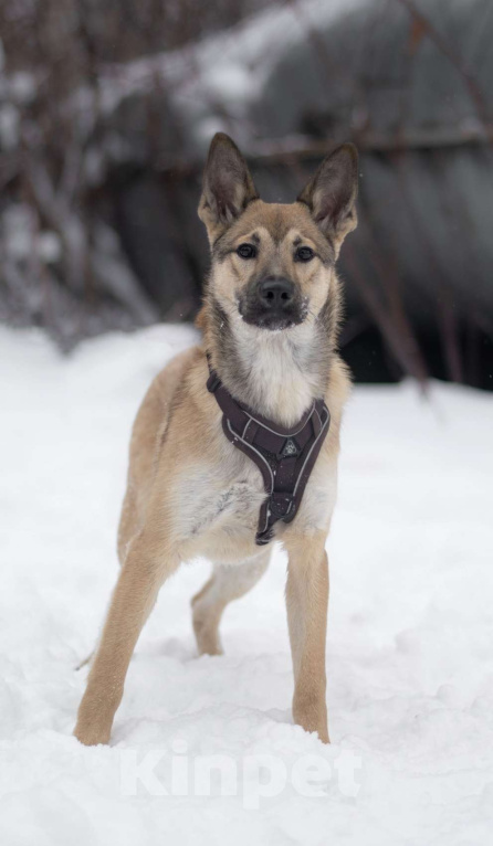 Собаки в Москве: Патрик Мальчик, Бесплатно - фото 3