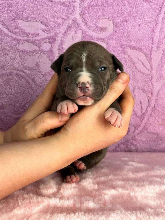 Собаки в Москве: Шикарная девочка амстаффа Девочка, 140 000 руб. - фото 7