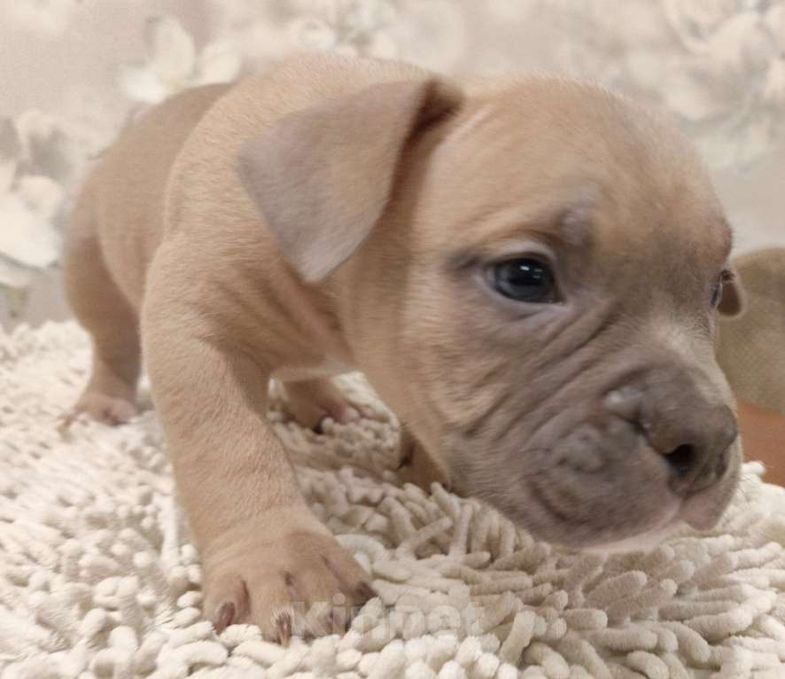 Собаки в Новосибирске: щенки американского булли Разнополые, Бесплатно - фото 8