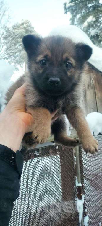 Собаки в других городах Ленинградской области: Верный и ласковый Мальчик, Бесплатно - фото 1