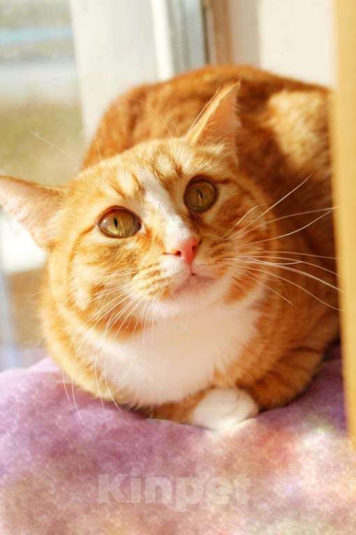 Кошки в Москве: Солнечная кошечка Шани ищет дом Девочка, 1 руб. - фото 7