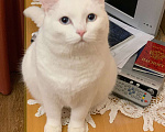 Кошки в Новосибирске: Потерялся белый кот с голубыми глазами Мальчик, Бесплатно - фото 4