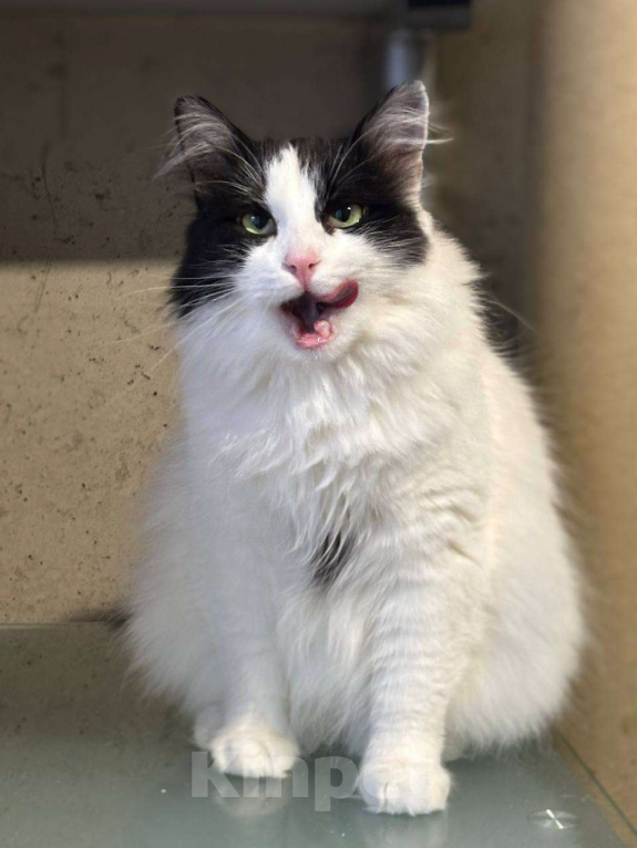 Кошки в Санкт-Петербурге: Кошка ищет дом Девочка, Бесплатно - фото 2