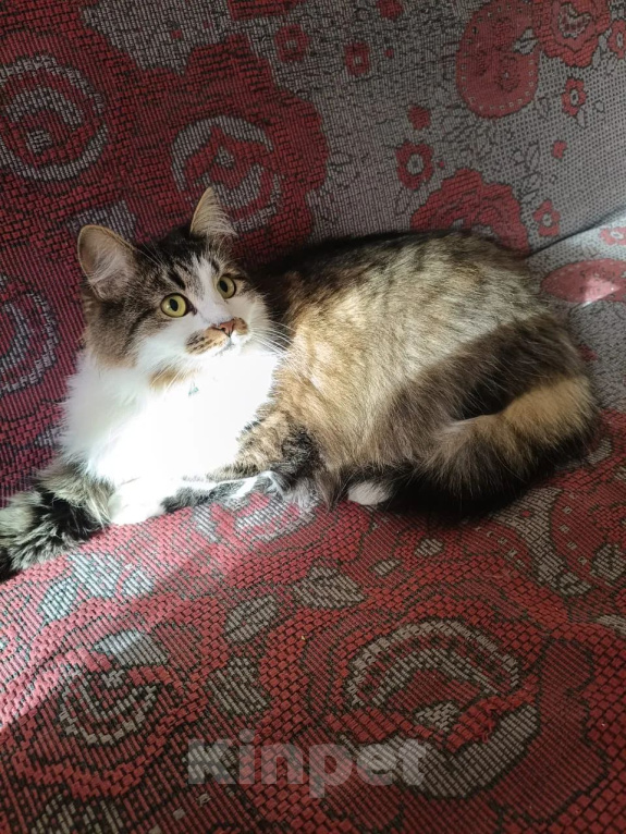 Кошки в Калуге: Кошка Девочка, Бесплатно - фото 5