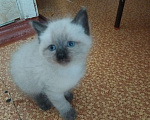 Кошки в Нерюнгри: Котята 1 месяц ищут хозяина Девочка, 1 руб. - фото 10