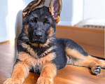 Собаки в Москве: Немецкая овчарка Мальчик, 75 000 руб. - фото 2