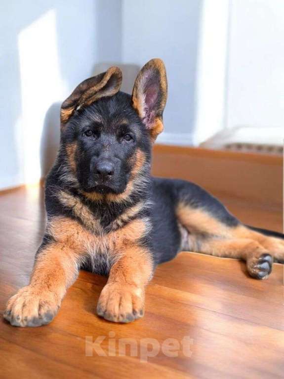 Собаки в Москве: Немецкая овчарка Мальчик, 75 000 руб. - фото 2