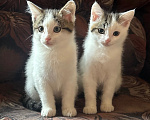 Кошки в Москве: Котята в добрые руки Мальчик, Бесплатно - фото 3