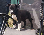 Собаки в Пушкино: черный брутал Мальчик, 50 000 руб. - фото 1