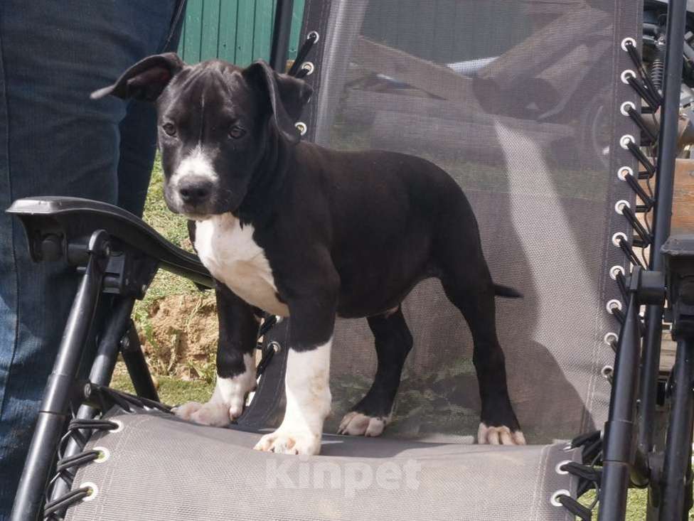 Собаки в Пушкино: черный брутал Мальчик, 50 000 руб. - фото 1