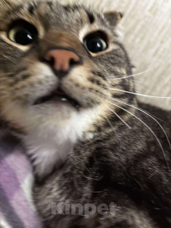 Кошки в Красноярске: Самый чудесный кот в очень добрые руки Мальчик, Бесплатно - фото 4