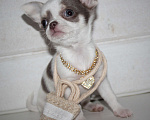 Собаки в других городах Ленинградской области: Предлагается щенок чихуахуа! Девочка, 45 000 руб. - фото 1