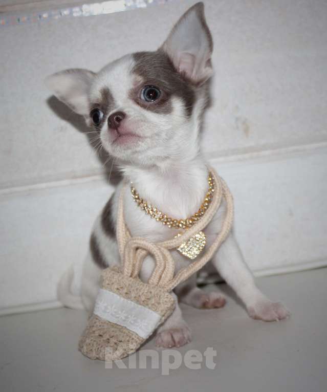 Собаки в других городах Ленинградской области: Предлагается щенок чихуахуа! Девочка, 45 000 руб. - фото 1