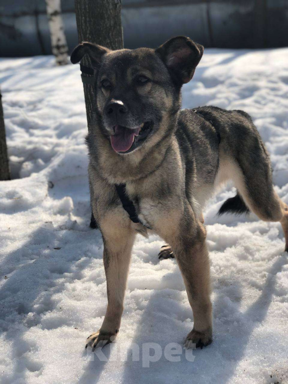 Собаки в Москве: Хозяин, ты где? Чудесная Боня ищет тебя! Девочка, Бесплатно - фото 4