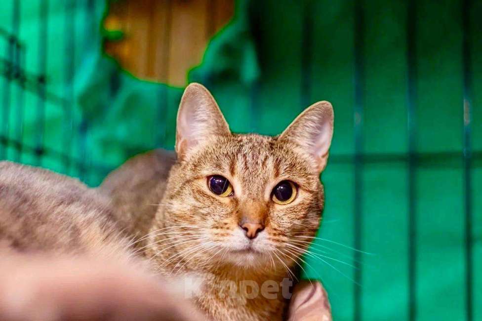 Кошки в Москве: Кошка Жемчужинка - полосатая красавица, в добрые руки Девочка, Бесплатно - фото 2