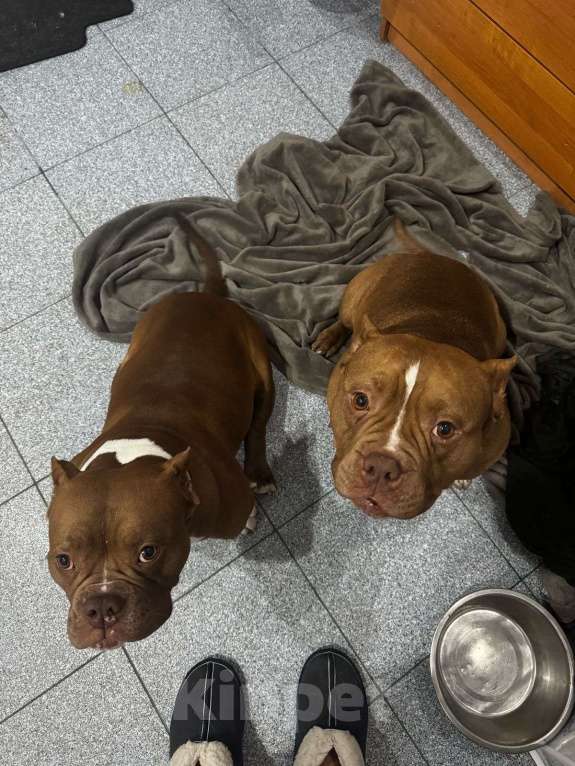 Собаки в других городах Краснодарского края: Девочка Американского булли 3 месяца Девочка, 60 000 руб. - фото 2