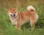 Собаки в Москве: Невероятный японский красавец, сиба ину по кличке Таро, ищет дом и семью Мальчик, Бесплатно - фото 3