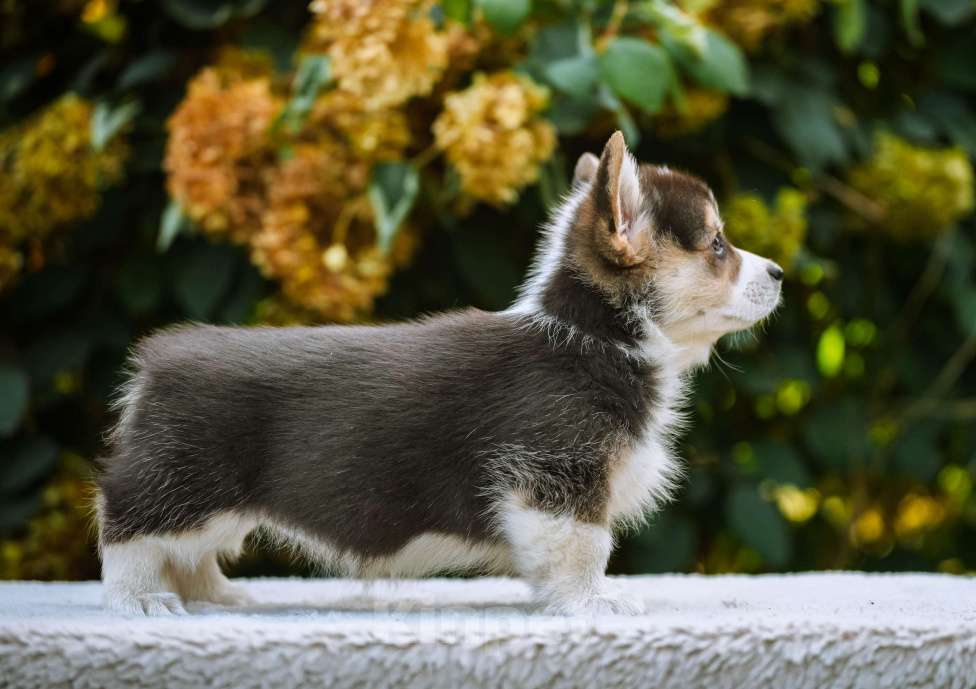 Собаки в Новосибирске: Вельш Корги Пемброк Динь-Динь Девочка, 65 000 руб. - фото 8