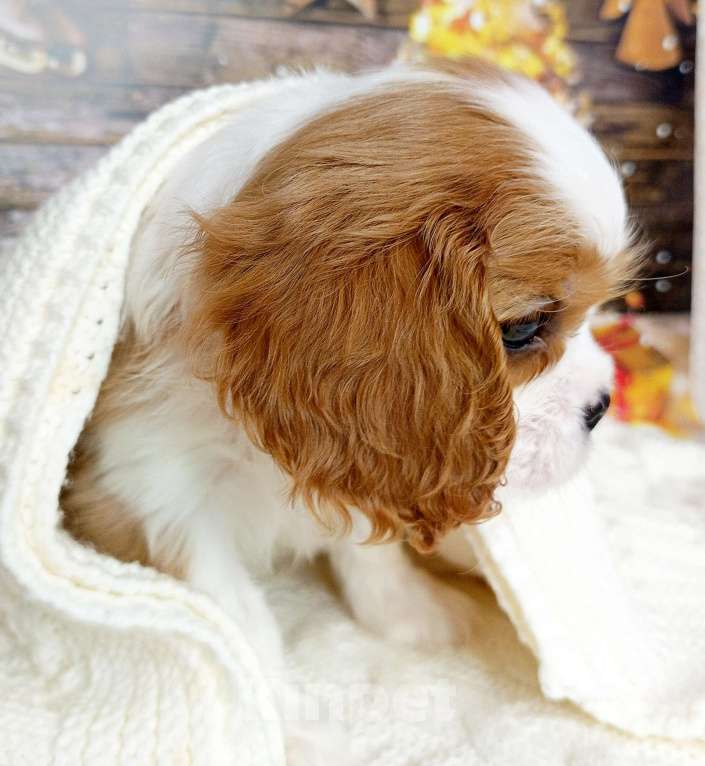 Собаки в Нижнем Новгороде: Щенок Мальчик, 100 000 руб. - фото 3