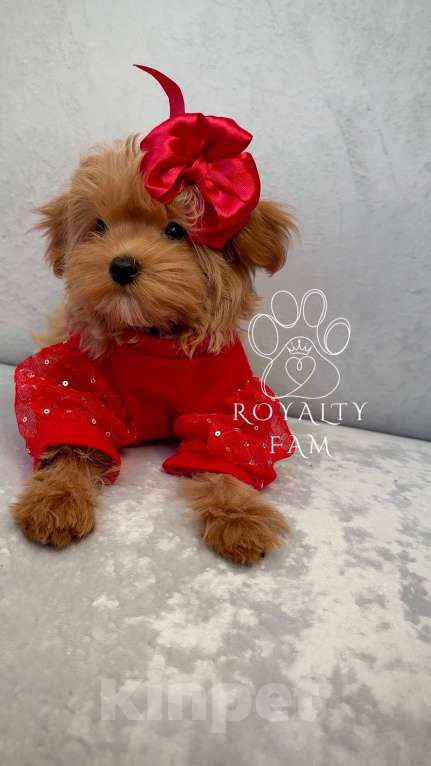 Собаки в Москве: Мини девочка мальтипу F1 Royalty Fam Isabell Девочка, Бесплатно - фото 9