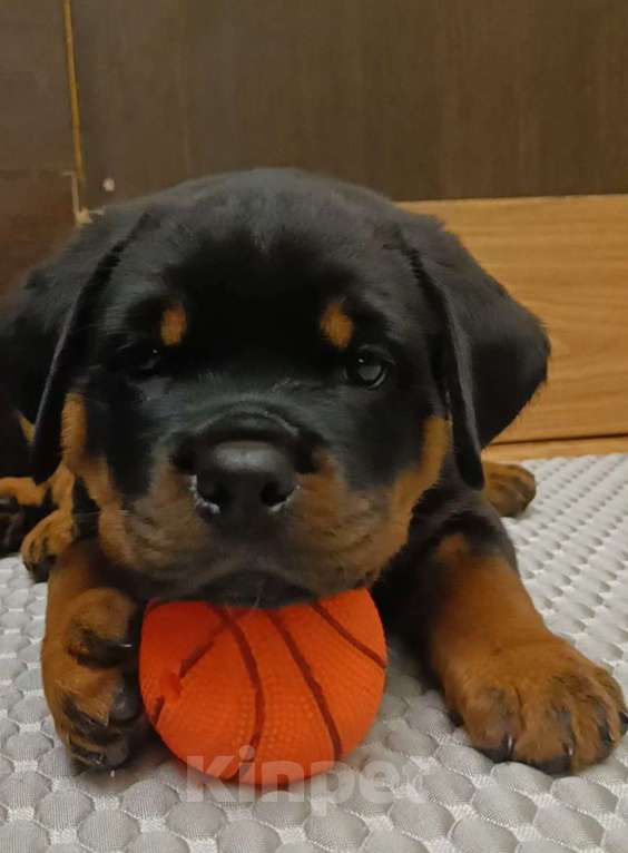 Собаки в Красноярске: Предлагается к продаже  Мальчик, Бесплатно - фото 2