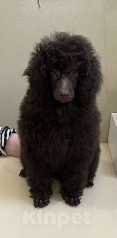 Собаки в Москве: Коричневый щенок пуделя Мальчик, 100 000 руб. - фото 5