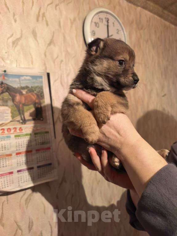 Собаки в Лебедяни: в добрые руки две малышки из липецкой обл Девочка, Бесплатно - фото 5
