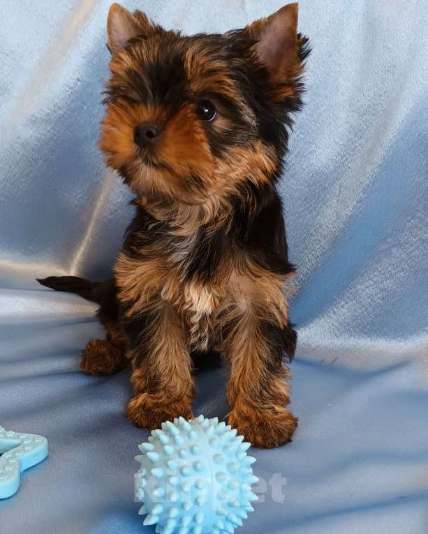 Собаки в Санкт-Петербурге: Щенок йоркширского терьера.  Мальчик, 50 000 руб. - фото 6