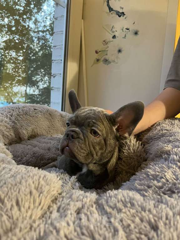 Собаки в Москве: Щенок Французского бульдога Мальчик, 45 000 руб. - фото 3