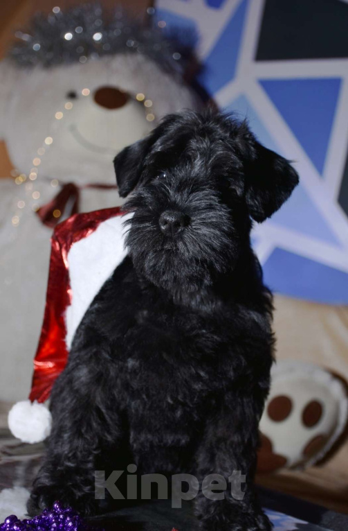 Собаки в других городах Забайкальского края: Красивая девочка цвергшнауцера Девочка, 40 000 руб. - фото 1