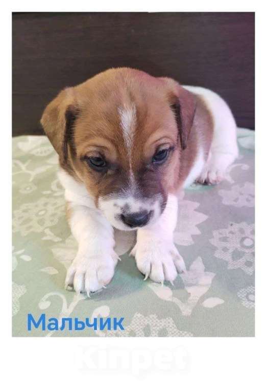 Собаки в Москве: Щенки Джек Рассел терьер Мальчик, 25 000 руб. - фото 1