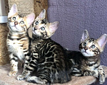 Кошки в Барнауле: Бенгальские котята Мальчик, 20 000 руб. - фото 1